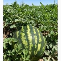 Продам арбузы от производителей и поставщиков. С 10 тонн