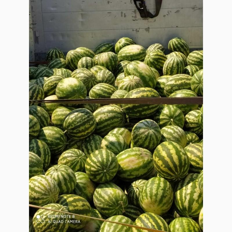 Фото 2. Продам арбузы от производителей и поставщиков. С 10 тонн