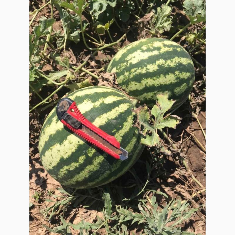 Фото 4. Продам арбузы от производителей и поставщиков. С 10 тонн