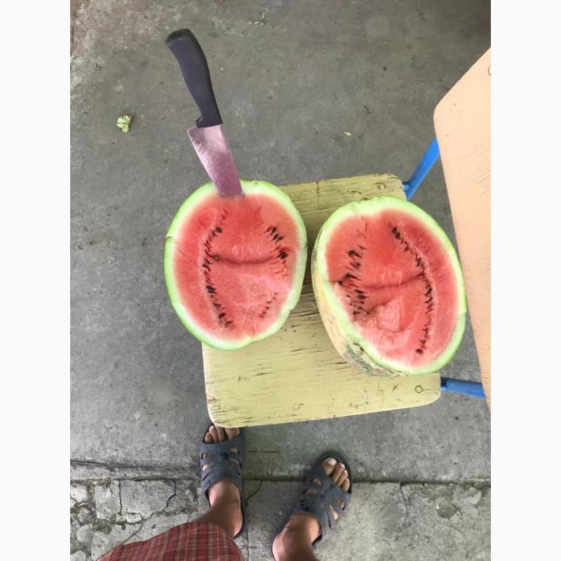 Фото 5. Продам арбузы от производителей и поставщиков. С 10 тонн