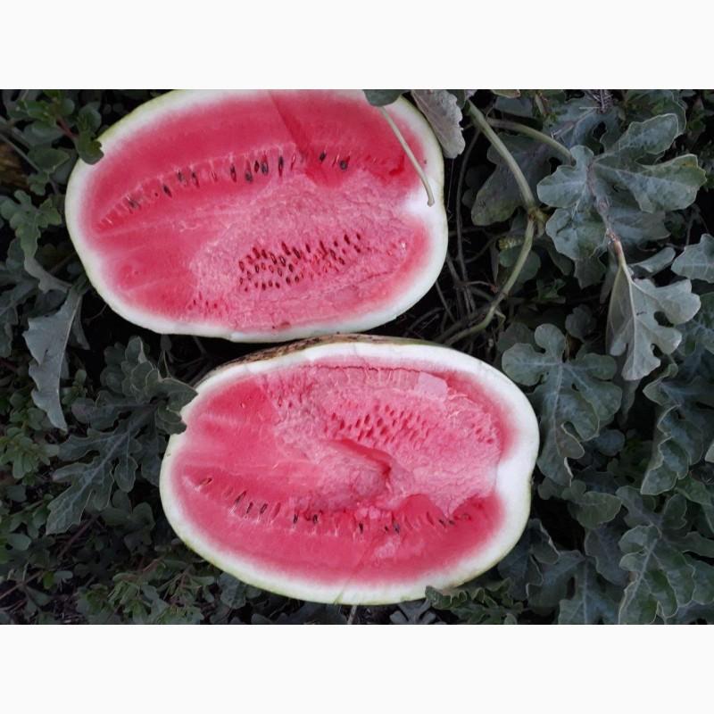 Фото 6. Продам арбузы от производителей и поставщиков. С 10 тонн