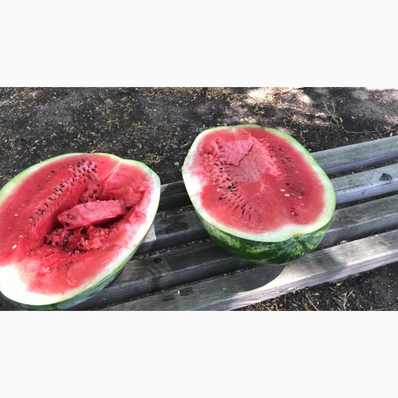 Фото 7. Продам арбузы от производителей и поставщиков. С 10 тонн