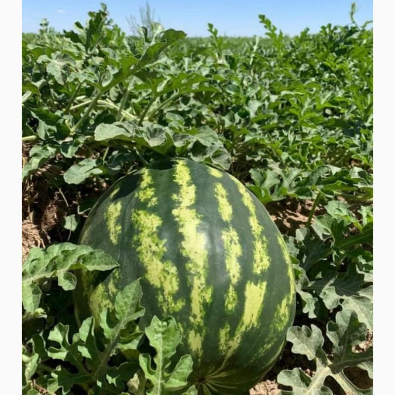 Фото 8. Продам арбузы от производителей и поставщиков. С 10 тонн