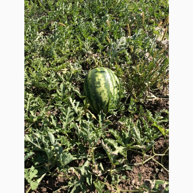 Фото 9. Продам арбузы от производителей и поставщиков. С 10 тонн