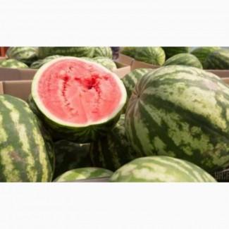 Продам арбузы от производителей и поставщиков. С 10 тонн