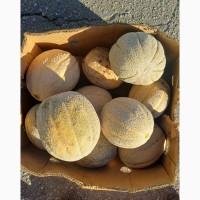 Продам диню