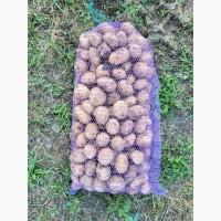 Продам насіння картоплі сорту Рівʼєра. 1, 2, 3 репродукції. Опт від 10 тонн