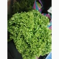 Продам салат Лола Бионда