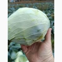 Продам капусту агрессор