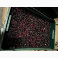 Продам Ожину садову, заморожену