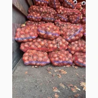 Продам цибулю сорт штутгарт різен