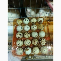 В наявності інкубаційне яйце порода Техас