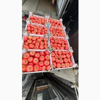 Продам помідори