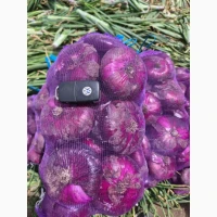 Продам цибулю кримську