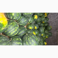 Продам баштанні