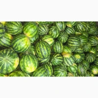 Продам баштанні