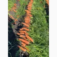 Продам идеальную мопковь Каскад
