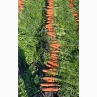 Продам идеальную мопковь Каскад