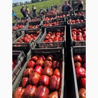 Продам перец куб красный