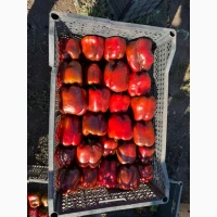 Продам перец куб красный