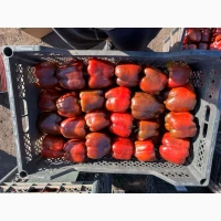 Продам перец куб красный