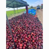 Продам перец куб красный