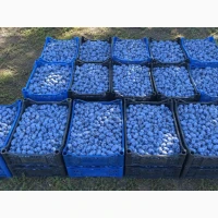 Продам сливу сорту Стенлей з саду
