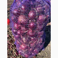 Продам червону(синю) цибулю