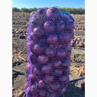 Продам червону(синю) цибулю