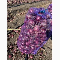 Продам червону(синю) цибулю