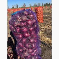 Продам червону(синю) цибулю
