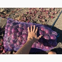 Продам червону(синю) цибулю