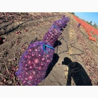 Продам червону(синю) цибулю