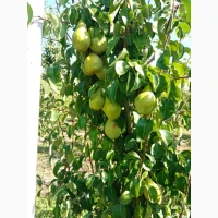 Продам грушу Нояберську