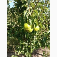 Продам грушу Нояберську