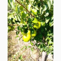 Продам грушу Нояберську