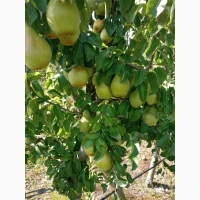 Продам грушу Нояберську