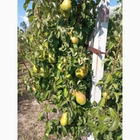 Продам грушу Нояберську