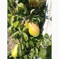 Продам грушу Нояберську
