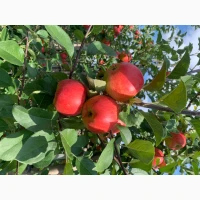Продам яблука Рубінола, Ред Чіф