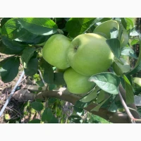 Продам яблука Рубінола, Ред Чіф