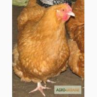 Продам суточный молодняк бройлеров Редбро