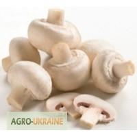 Печериці власного виробництва продам оптом та роздріб