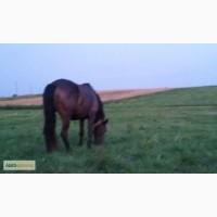 Продам кобила