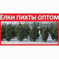 ᐉ 100% ПИХТЫ Оптом Ёлки Живые! Купить Новогоднюю Ель Продажа Сосна Цена Новосибирск