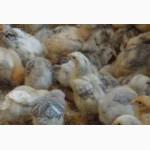 Продам подрощенных курчат венгерки