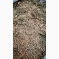 Коріння синюхи блакитної