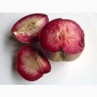 Саженцы персика и нектарина качественные саженцы большой выбор сортов
