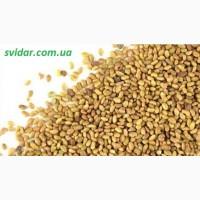 Семена люцерны Вера-1 репродукция промагниченная