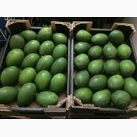 Продаем авокадо, оптом, мелким оптом